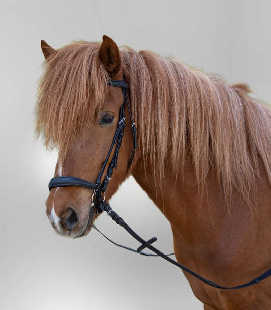Brown horse with a bridle on a plain background