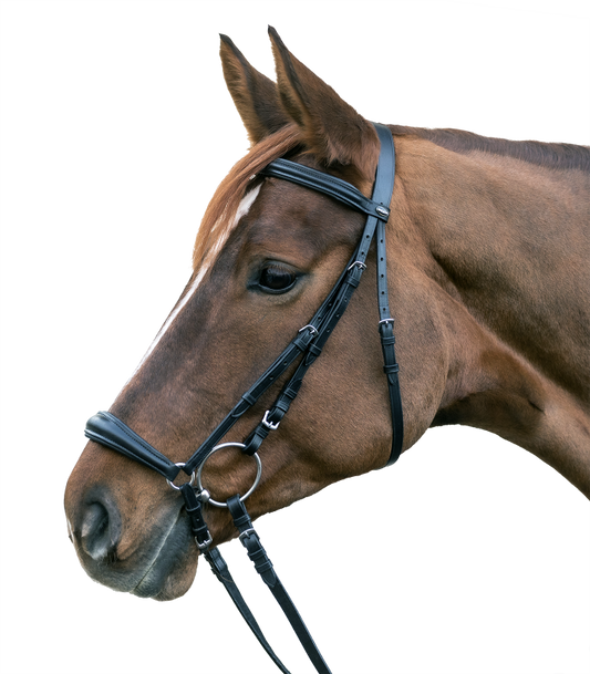 Brown horse wearing a black bridle on a white background