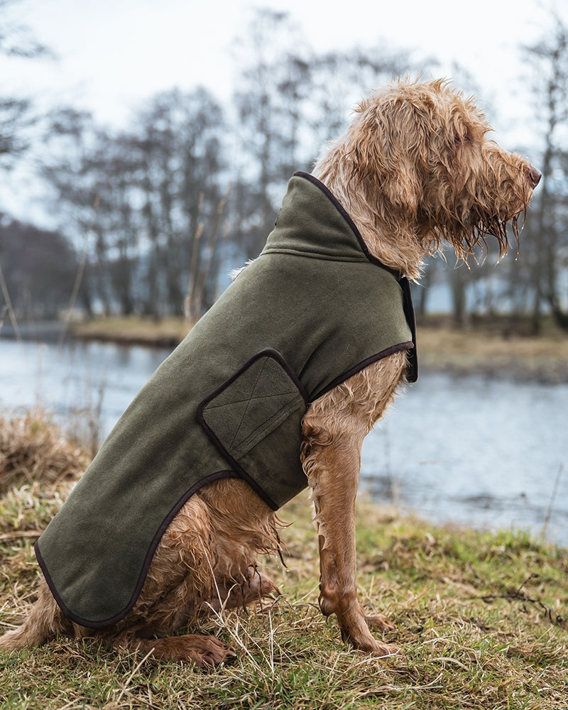 Dog wearing a green coat standing by a body of water with trees in the background