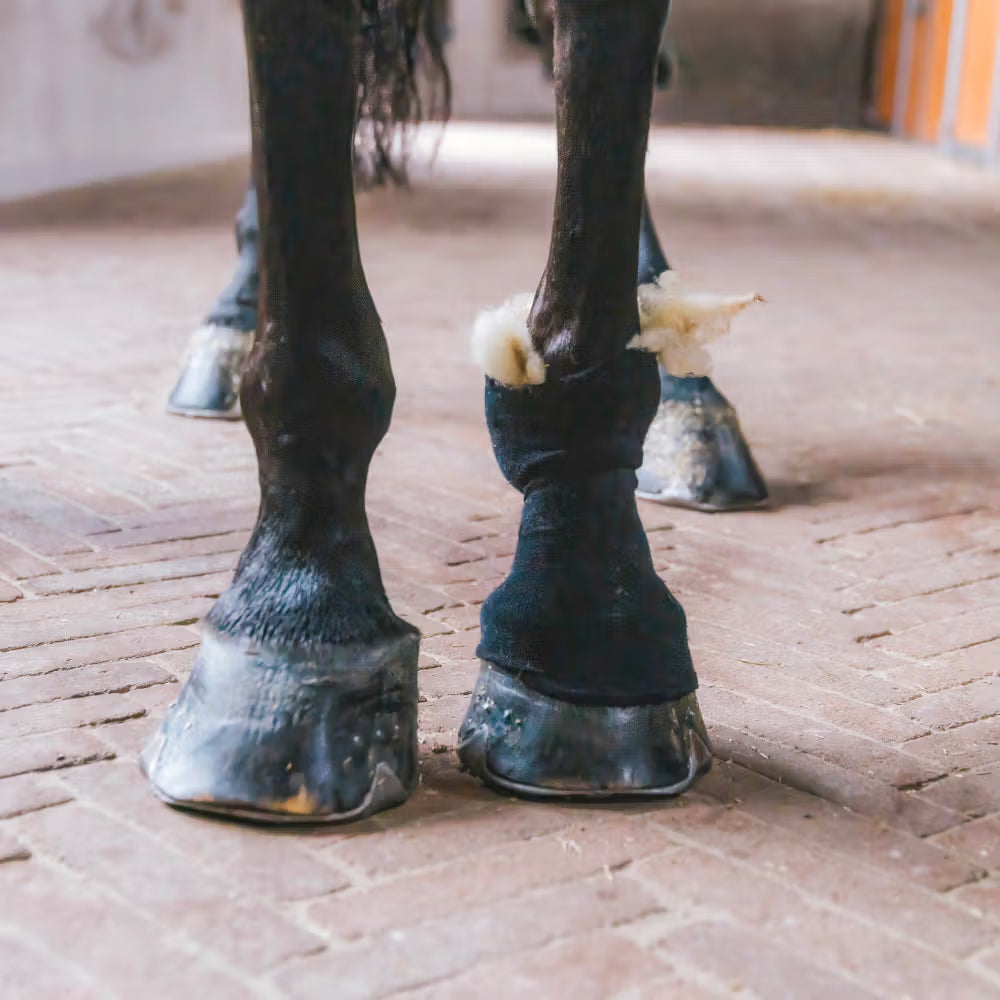 Horse hooves with protective boots on a brick floor