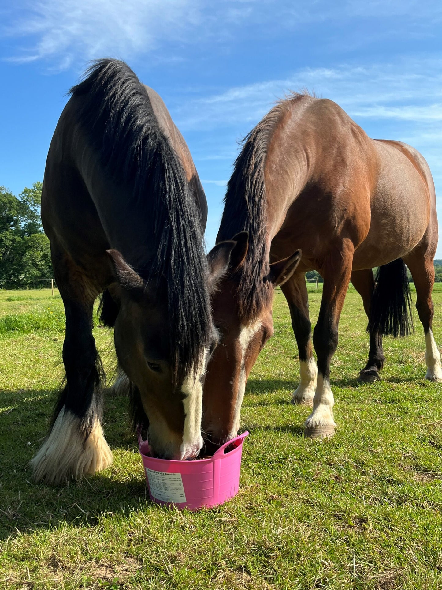 Equine Flexi Turmeric Mineral Lick