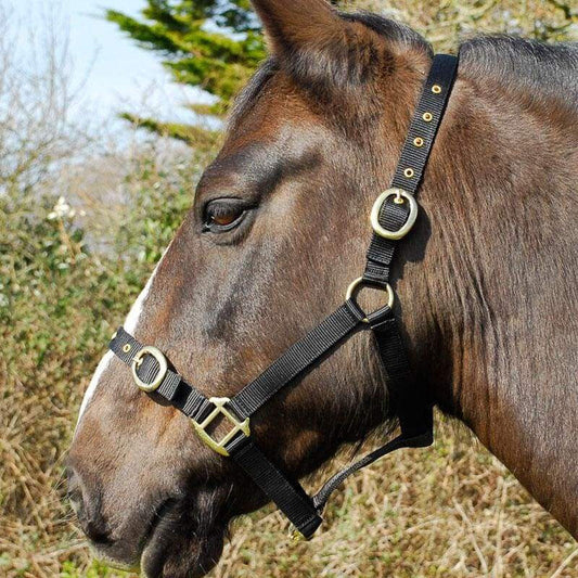 Boomerang Equestrian - Turfmasters Nylon Headcollar