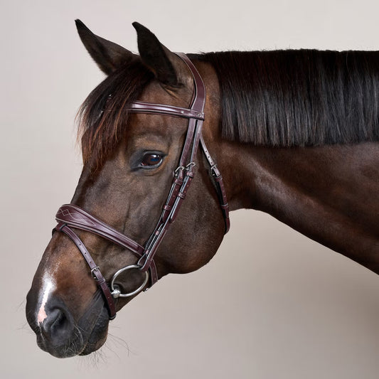 Close-up of a brown horse wearing a bridle on a plain background