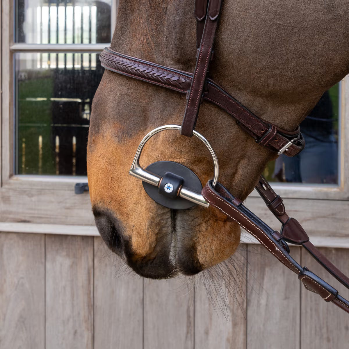 Close-up of a horse's head with a bridle, standing in front of a wooden stable door.
