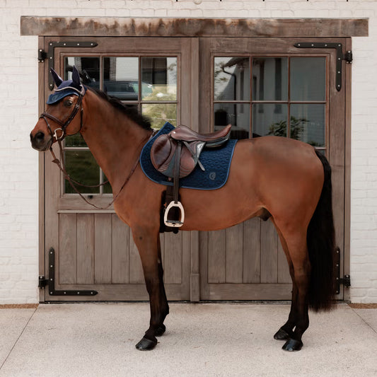 Brown horse with a blue bridle and saddle pad standing in front of wooden doors.