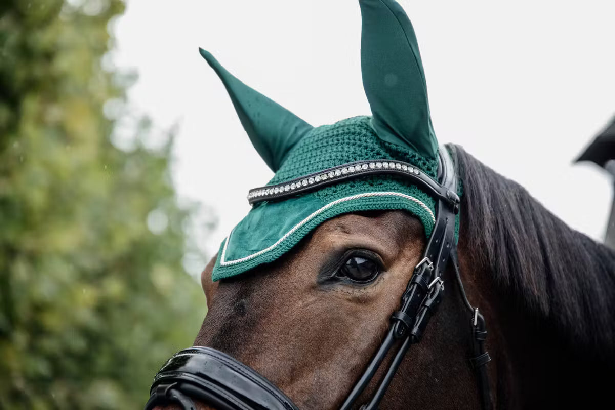 Horse wearing a green headstall with decorative elements against a blurred natural background