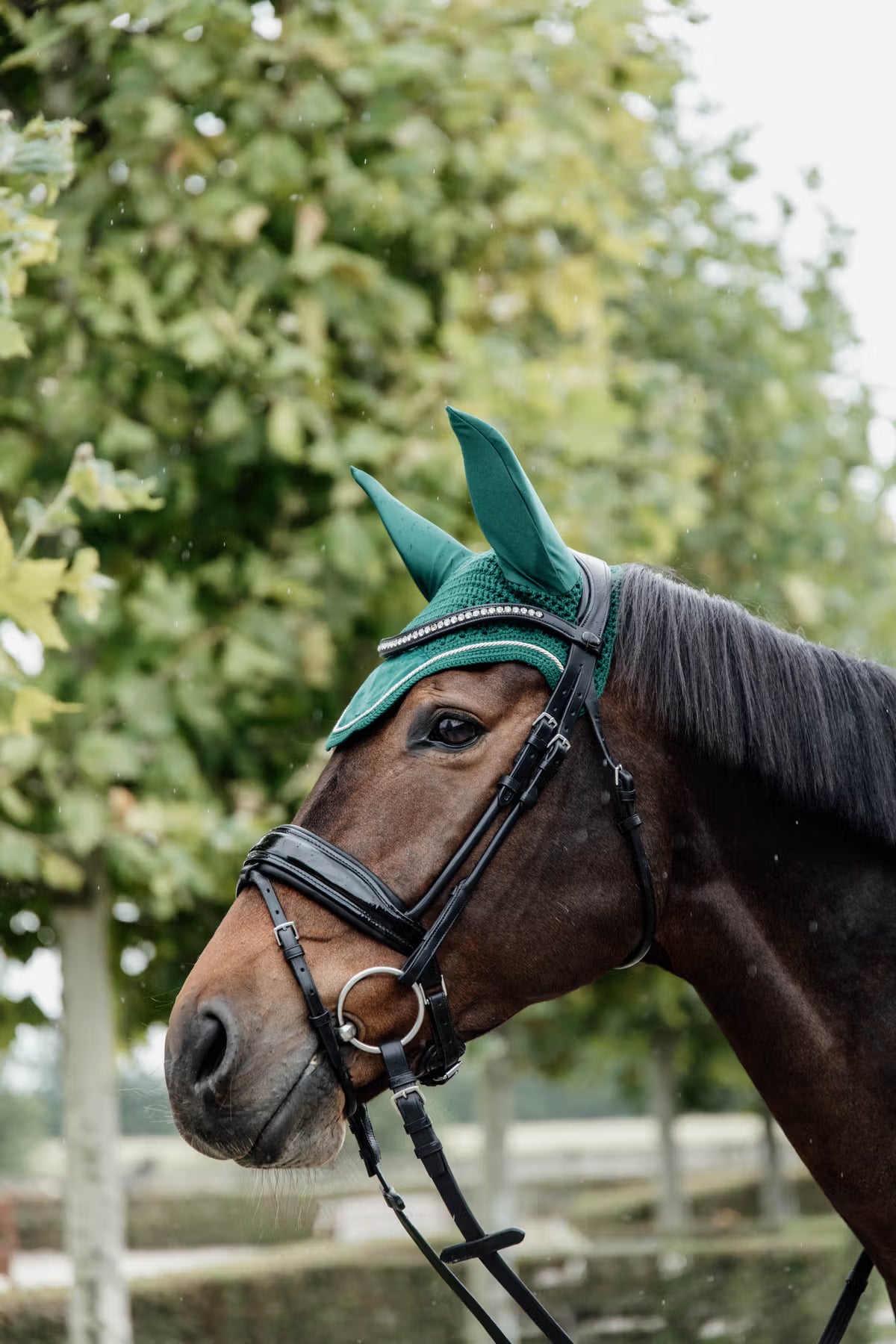 Horse wearing a green headstall with trees in the background