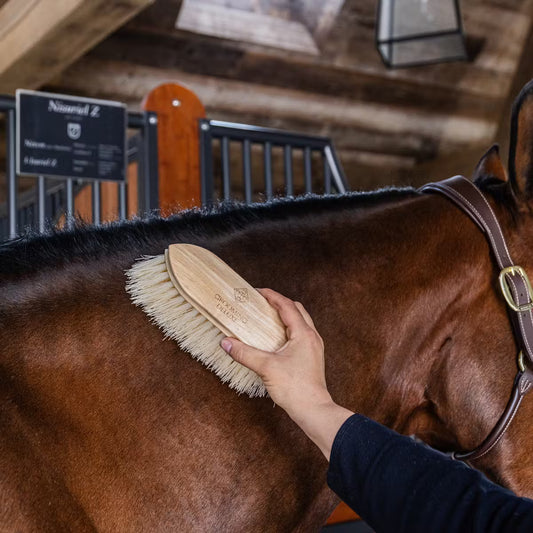 Person brushing a horse in a stable setting