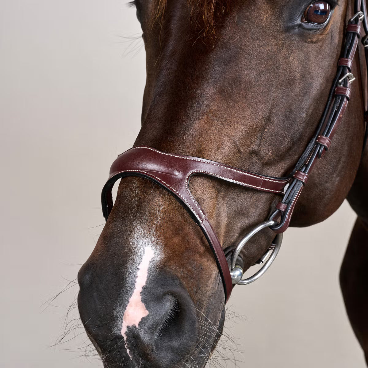 Close-up of a horse's head wearing a bridle on a plain background