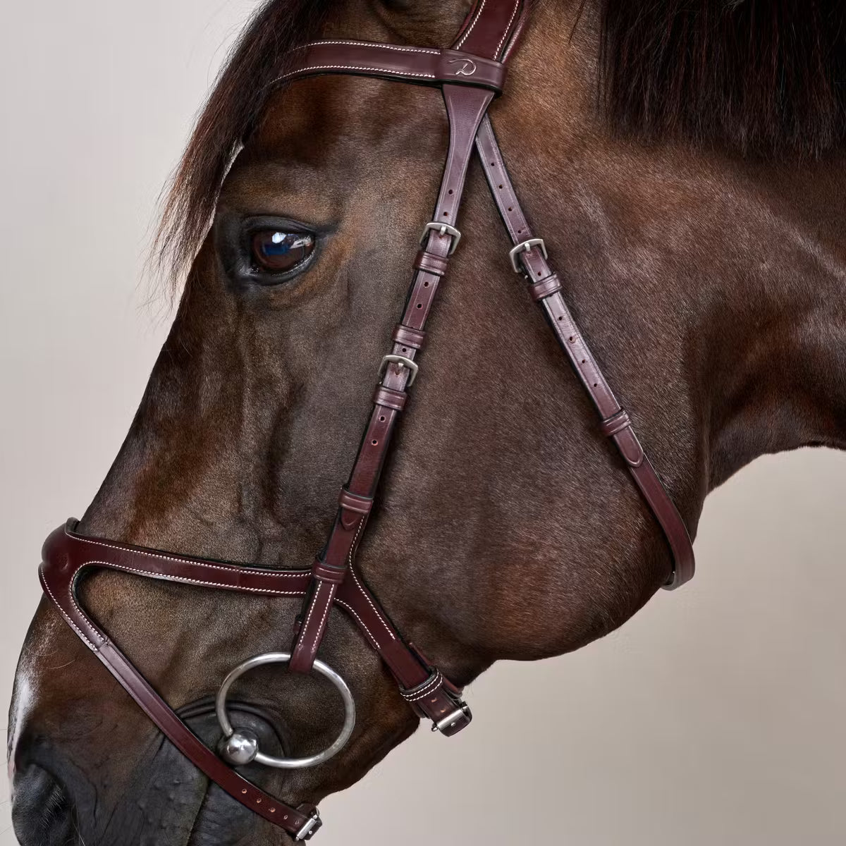 Close-up of a brown horse wearing a bridle on a plain background