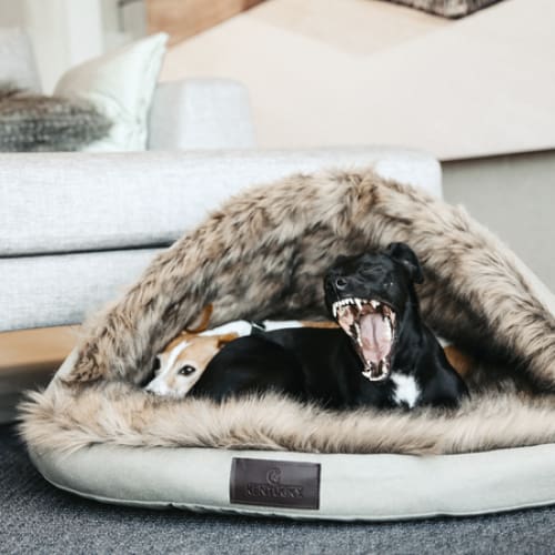 Kentucky Dog Bed Igloo - SMALL - 65 CM / GREY - Dog Bed
