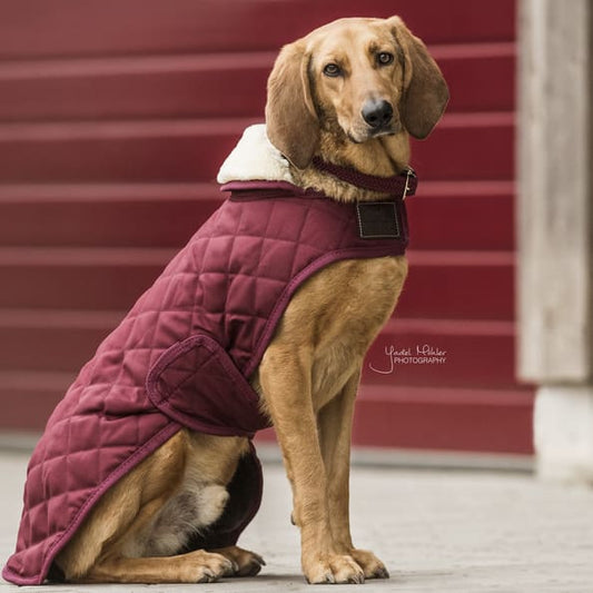Boomerang Equestrian - Kentucky Dog Coat Original Bordeaux