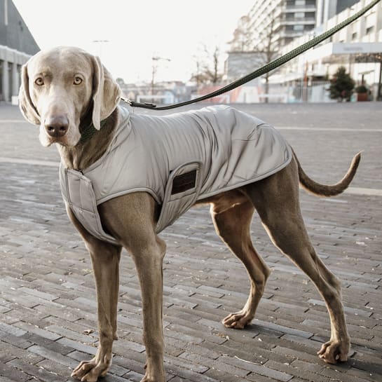 Kentucky Dog Coat Reflective & Water Repellent Belly Cover 150 g - Dog Coat