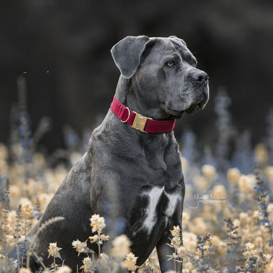 Kentucky Dog Collar Corduroy Bordeaux - Dog Collar