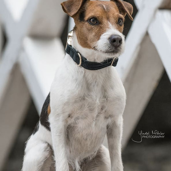 Kentucky Dog Collar Corduroy Pine Green - Dog Collar