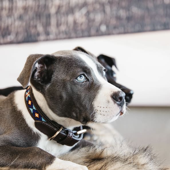 Kentucky Dog Collar Handmade Pearls Blue - Dog Collar