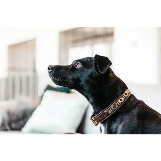 Kentucky Dog Collar Handmade Pearls Gold - Animals & Pet Supplies