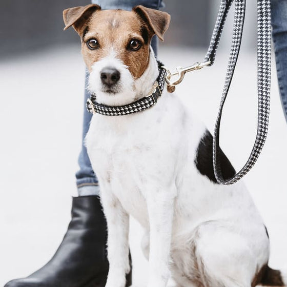 Kentucky Dog Collar Pied De Poule Black - Dog Collar