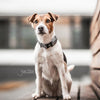 Kentucky Dog Collar Reflective - Dog Collar