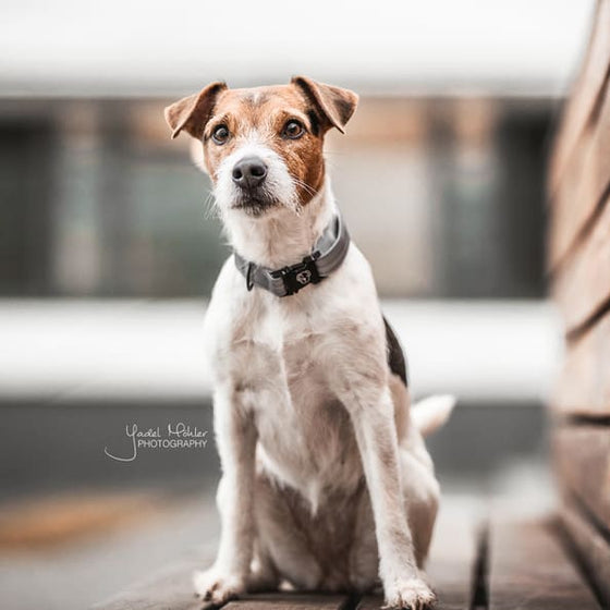 Kentucky Dog Collar Reflective - Dog Collar