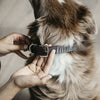 Kentucky Dog Collar Triangle - Dog Collar