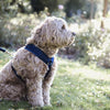 Kentucky Dog Harness Active Velvet Navy - Dog Harness