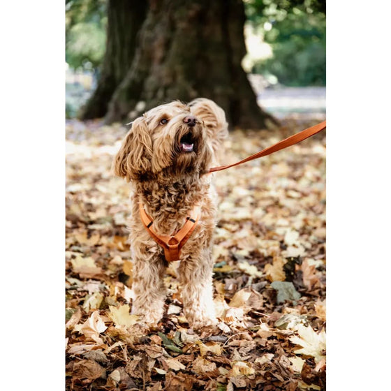 Kentucky Dog Harness Active Velvet Orange - XS / ORANGE - Dog Harness