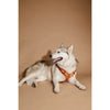 Kentucky Dog Harness Active Velvet Orange - XS / ORANGE - Dog Harness