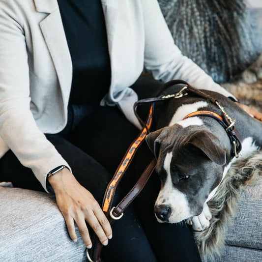 Boomerang Equestrian - Kentucky Dog Lead Handmade Pearls Orange