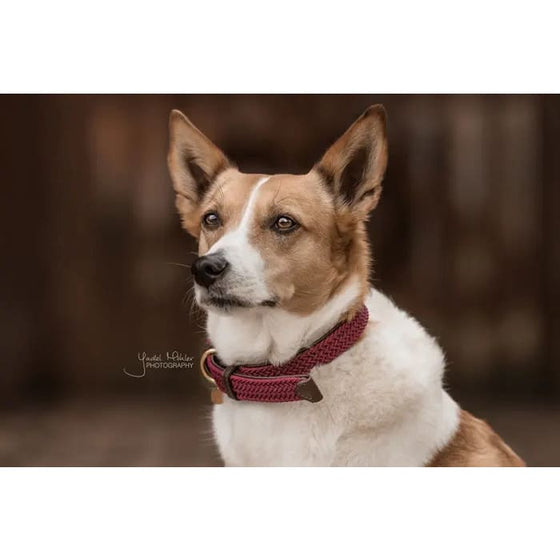 Kentucky Plaited Nylon Dog Collar Bordeaux - Dog Collar