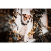 Kentucky Plaited Nylon Dog Collar Navy - Dog Collar