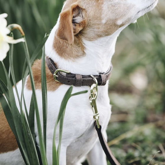 Kentucky Velvet Leather Dog Collar Brown - Dog Collar